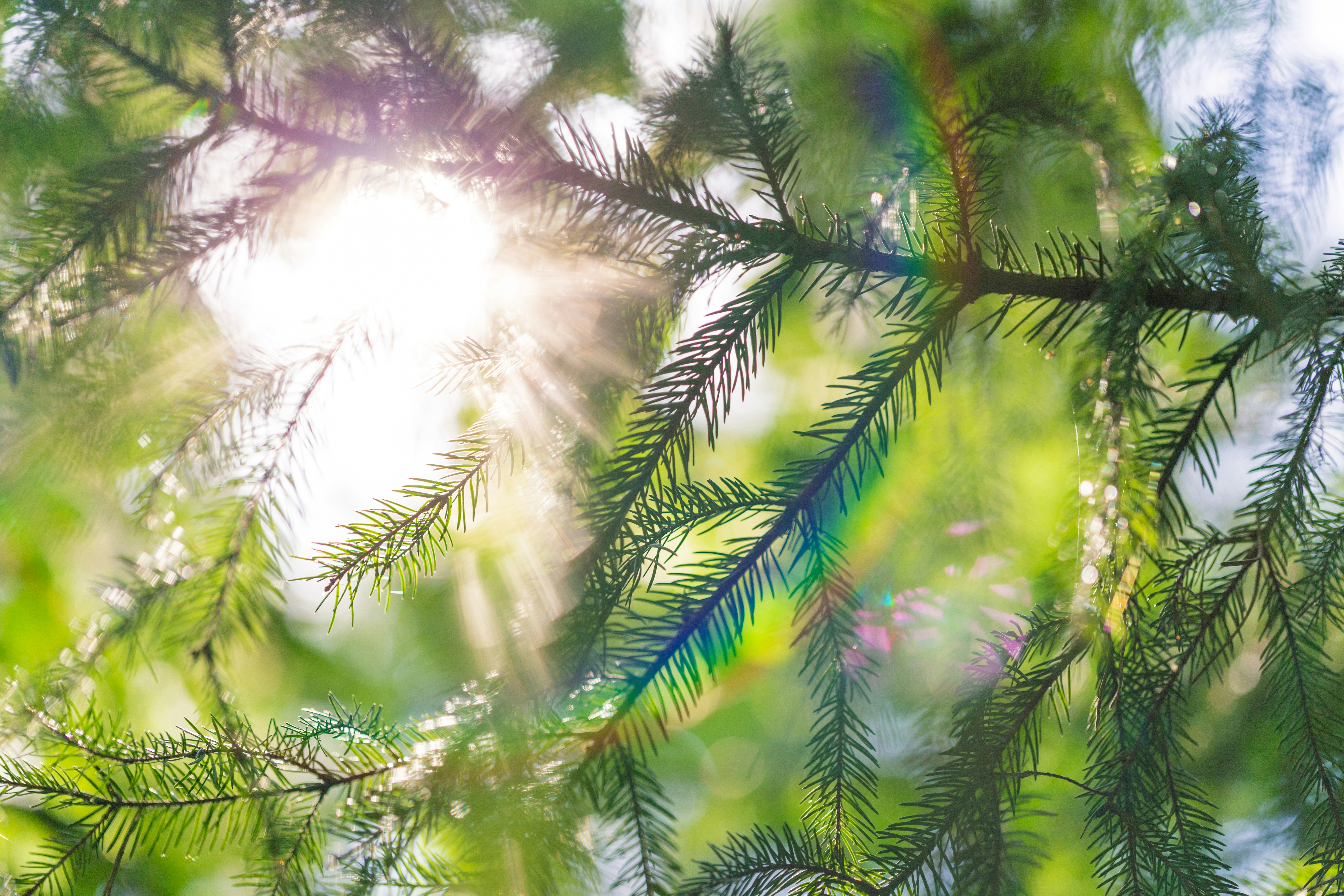 closeup photo of green fern